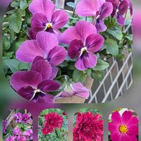 キク,コスモス,サザンカ,バラ,パンジー・ビオラの画像