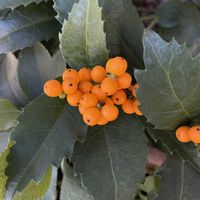 センリョウ,iPhone撮影,小さな庭の画像