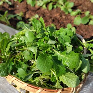 黄からし菜,黄からし菜,お野菜,間引き菜,秋冬野菜の画像