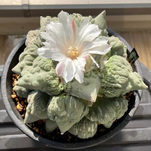 花牡丹モンスト,多肉植物,開花,サボテン科,ベランダーの画像