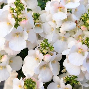 ディアスシア,ビオラ,種まき,花のある暮らし,冬の庭の画像