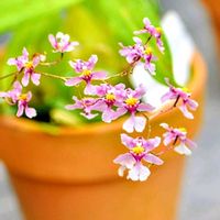 オンシジウム,オンシジウム,今日のお花,神代植物公園 温室の画像