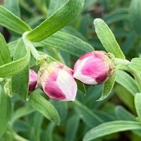 癒し,#ガーデニング,エクステリアの画像