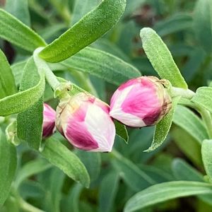 癒し,#ガーデニング,エクステリアの画像