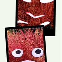 サザンカ,サザンカ,白菜,コキアの紅葉,青空と飛行機雲の画像