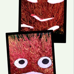 サザンカ,サザンカ,白菜,コキアの紅葉,青空と飛行機雲の画像