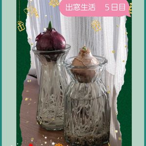 ヒヤシンス,ステキ☆,ヒヤシンス水耕栽培,癒し…♡,か〜わい〜の画像