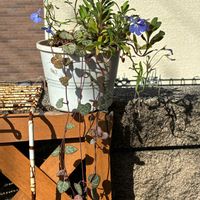 ハートカズラ,私のお庭,千葉県北西部,小さな庭,庭の画像