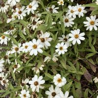 ジニア,散歩にて,いいねをありがとうございます¨̮♡︎の画像