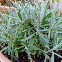 ラベンダー,ラベンダーの画像