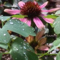 エキナセア,葉っぱのある暮らし,お花のある暮らし,小庭のある暮らし,笑顔溢れる暮らしの画像