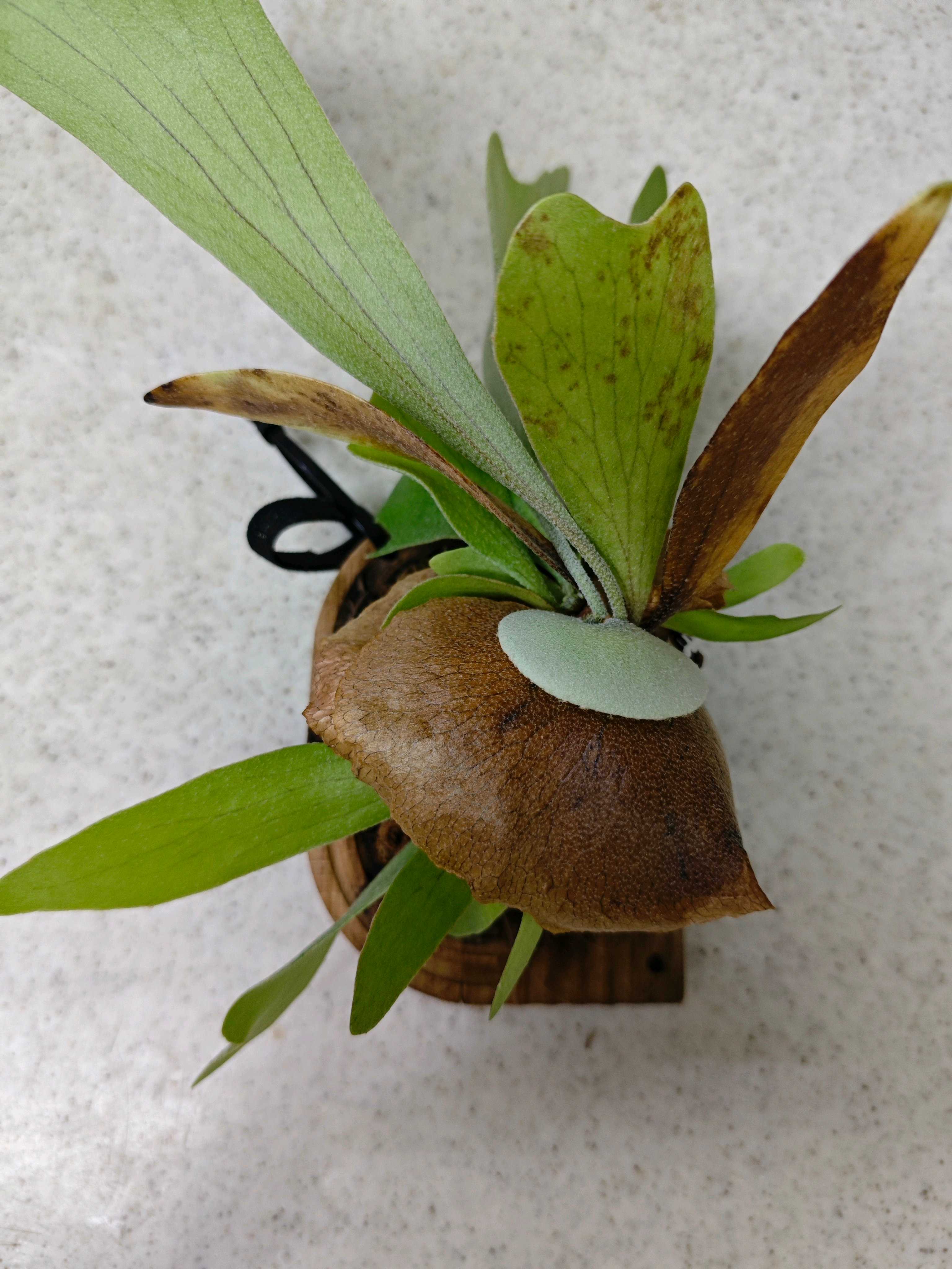 ビカクシダ 胞子培養株 新芽の葉先が黒くなることについて ビカクシダの森