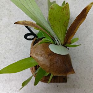  ビカクシダの画像