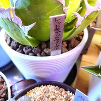 ハオルチア,アガベ,ハオルチア オブツーサ,多肉植物,多肉大好きの画像