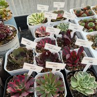 多肉植物,ガーデニング,アエオニウムの画像