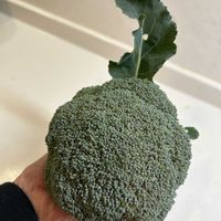 ブロッコリー,いつもありがとう♡,素敵な一日を✨,家庭菜園の画像