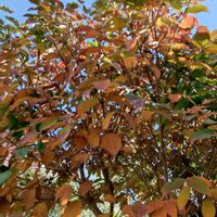 ヤマボウシ,ヘクソカズラの茶色い実の画像