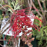 グレビレア,はな,グレビレア ロビンゴードン,花好きさんと繋がりたい,はなすたぐらむの画像