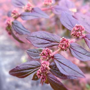 シマニシキソウ,シマニシキソウ,山野草,野草,かわいい雑草の画像