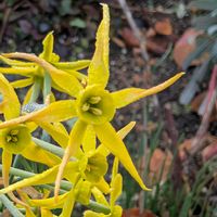 スイセン,ドウダンツツジ,水仙,スイセン オータムジュエル,お散歩写真の画像