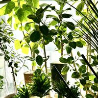 ドラセナ,ハイビスカス,フィカス　ウンベラータ,フィカス,フィカス ベンガレンシスの画像