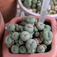 コノフィツム,コノフィツム パゲアエ,コノフィツム パゲアエ,多肉植物,コノフィツム属の画像