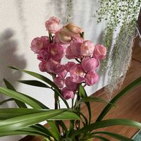 シンビジウムの画像