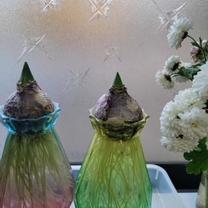 ヒヤシンス 水耕栽培,花のある暮らし,ヒヤシンス水栽培,GSの繋がりに感謝♡,素敵な水曜日の画像