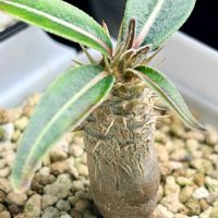 グラキリス,パキポディウム・グラキリス,塊根植物,実生,パキポディウム属の画像