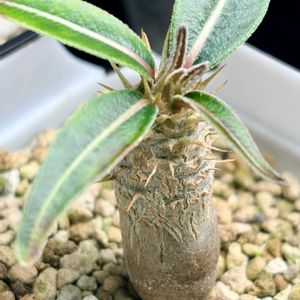 グラキリス,パキポディウム・グラキリス,塊根植物,実生,パキポディウム属の画像