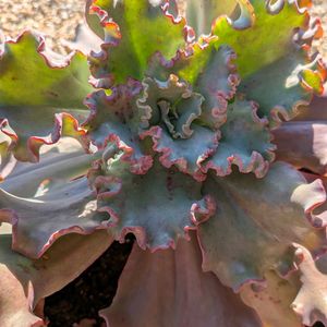 多肉植物,きれい,多肉棚,豪華,三重県の画像