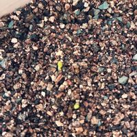 ラナンキュラス,ラナンキュラス,球根,北海道,札幌の画像