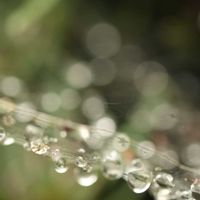 イヌマキ,水滴,玉ボケ,蜘蛛の巣,ミラーレス一眼の画像