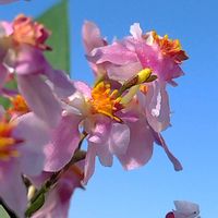 オンシジウム,オンシジウム  トゥインクル,Love & Peace,半分そら,空の顔の画像