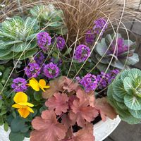 アリッサム,カレックス,葉牡丹,ヒューケラ チェリーコーラ,寄せ植えの画像