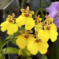 オンシジウム,カトレア,ウスギコンロンカ,リジディス.ロドステニア,温室の花の画像