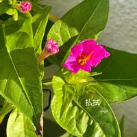 オシロイバナ,花のある暮らしの画像