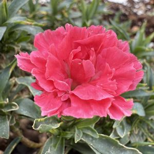 カーネーション,癒されて,けなげに咲いてる花,wakuwakuの画像