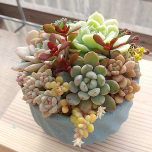 多肉植物 寄せ植え,軒下の画像