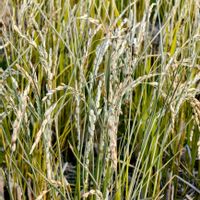 いね,田んぼ,稲 ひこばえ,稲,季節の花の画像