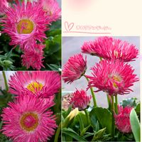 ダイアンサス,デージー,ビオラ,ビオラ,チロリアンデージー  ハイジの画像