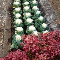 葉牡丹,オタフクナンテン,散歩道での画像