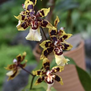 オンシジウム,温室,京都府立植物園,今日のお花の画像