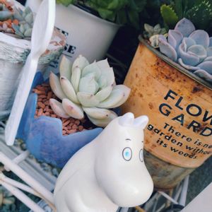 多肉植物,多肉棚,お庭の植物,ムーミンの日,一日遅れてめんごめんごの画像