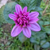 ダリア,シャトー風車,クリサンセマム　マウントオービスク,ナデシコ　ダイアンサス　ロックン,キク　ロマンスの画像