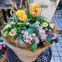 アリッサム,アリッサム,葉牡丹,葉牡丹,カルーナの画像