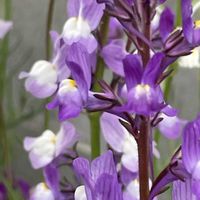 リナリア,花壇,ガーデニング,山野草,オオバコ科の画像