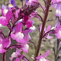 リナリア,花壇,ガーデニング,山野草,オオバコ科の画像