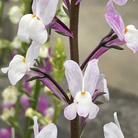 リナリア,花壇,ガーデニング,山野草,オオバコ科の画像