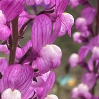 リナリア,花壇,ガーデニング,山野草,オオバコ科の画像